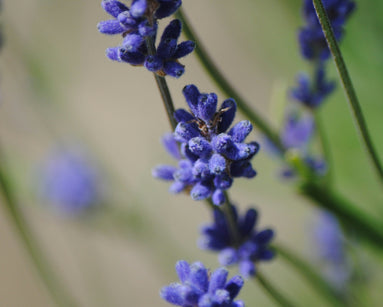 Close-up of lavender flowers with a blurred green background